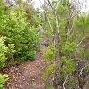 Plants: image 83 Of 208 Thumb